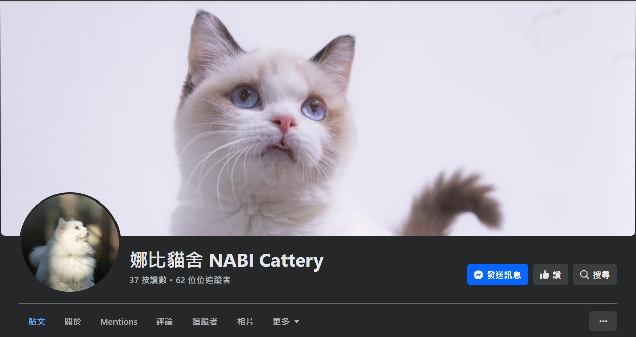 曼赤肯貓舍推薦4：娜比貓舍