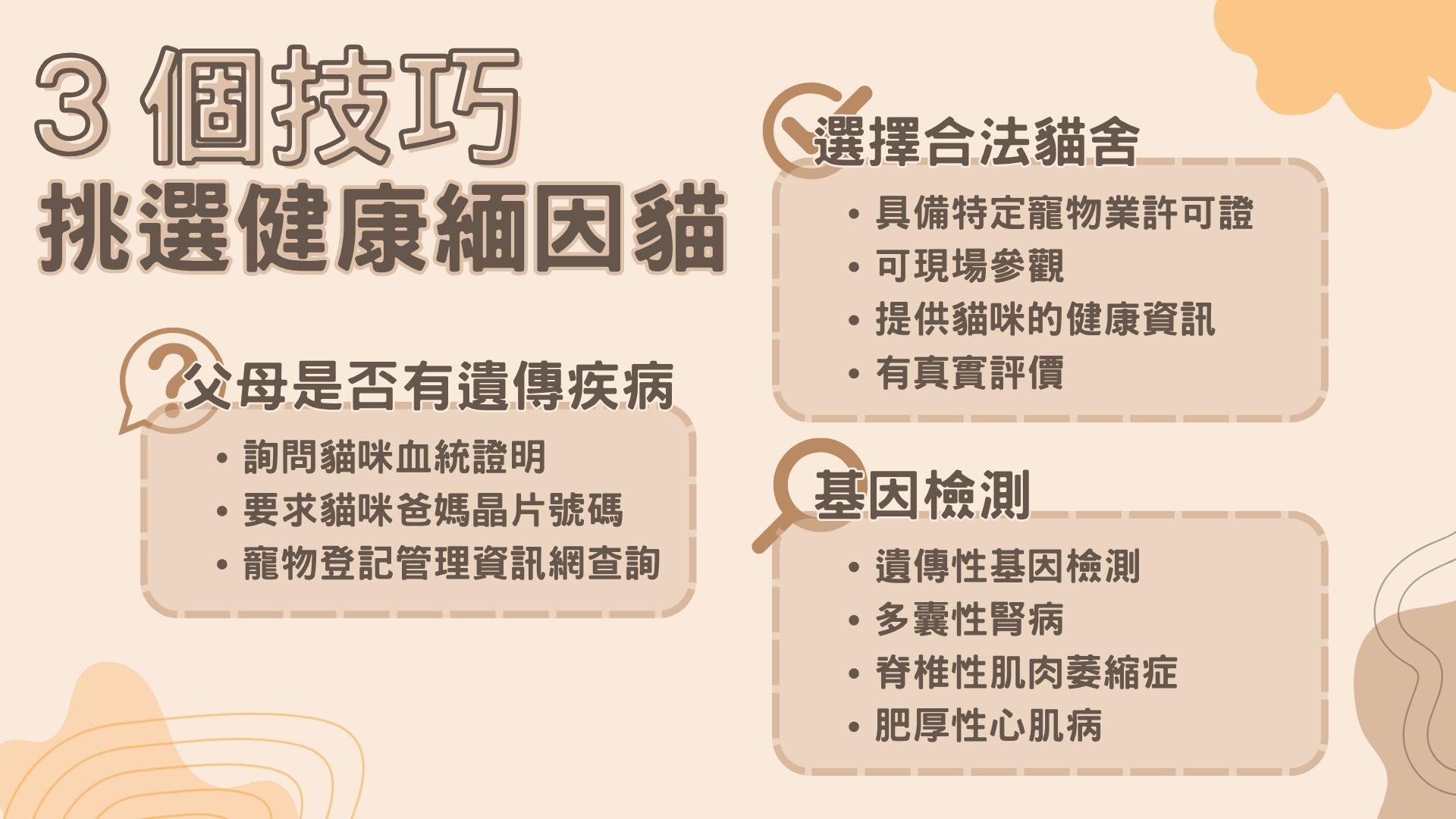 挑選緬因貓技巧