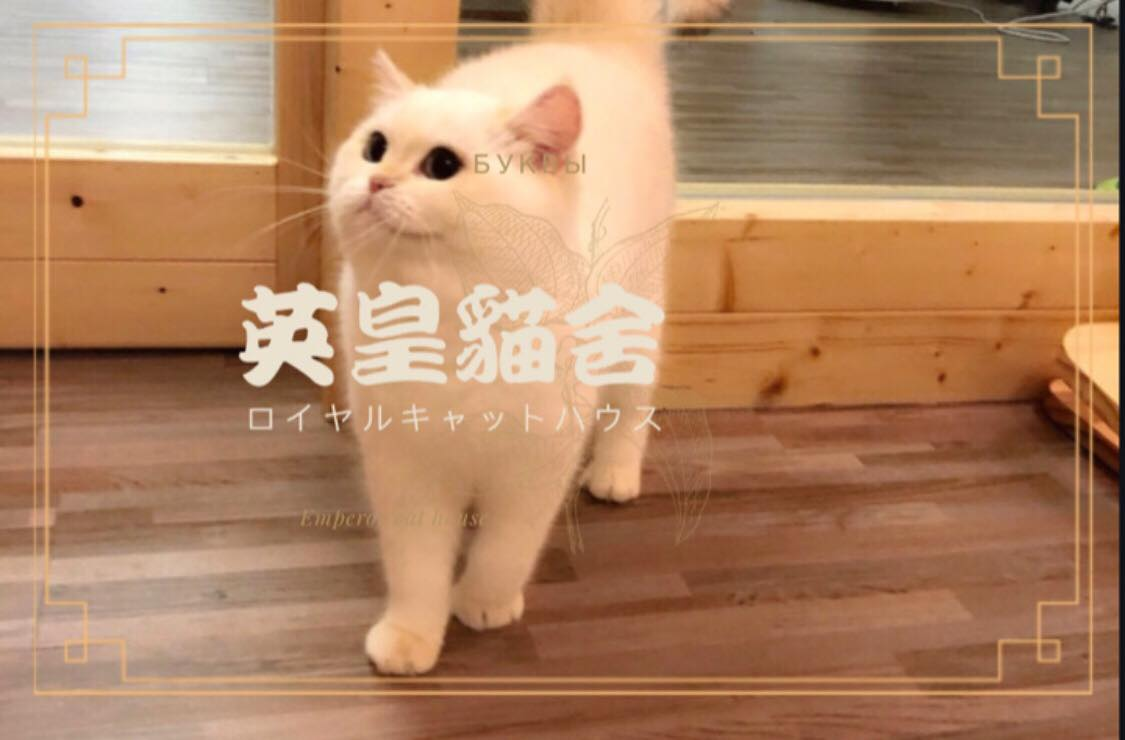 新北英短貓舍推薦
