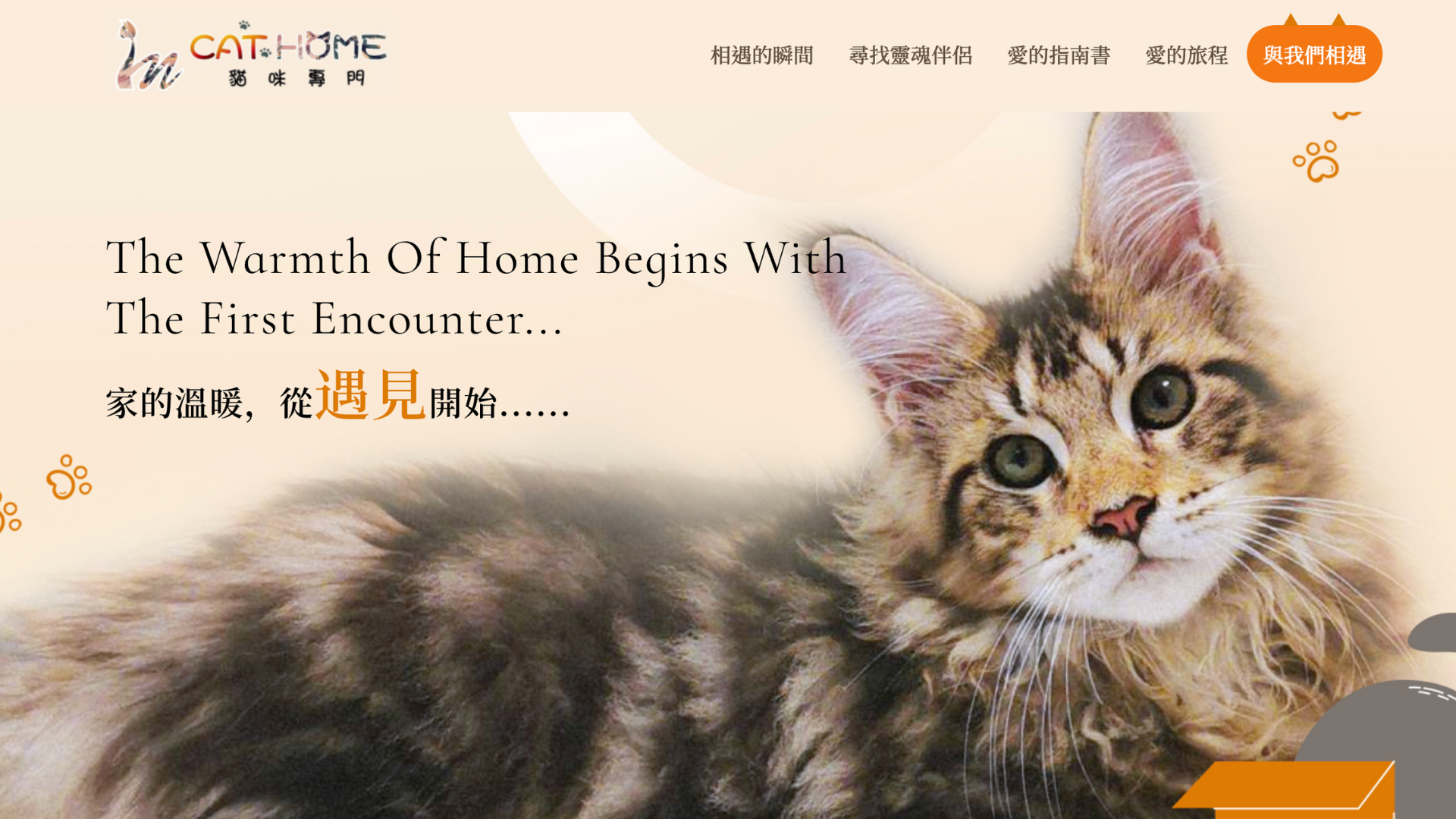 台中緬因貓貓舍推薦：in 貓咪專賣店