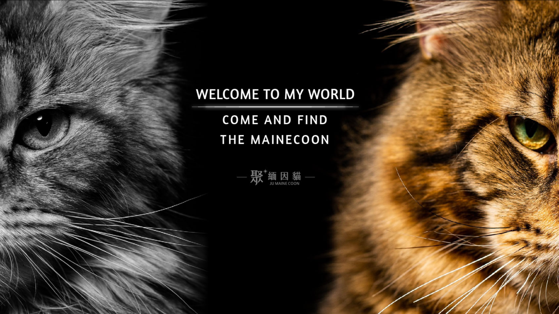 台南緬因貓貓舍推薦：聚 • 緬因貓舍