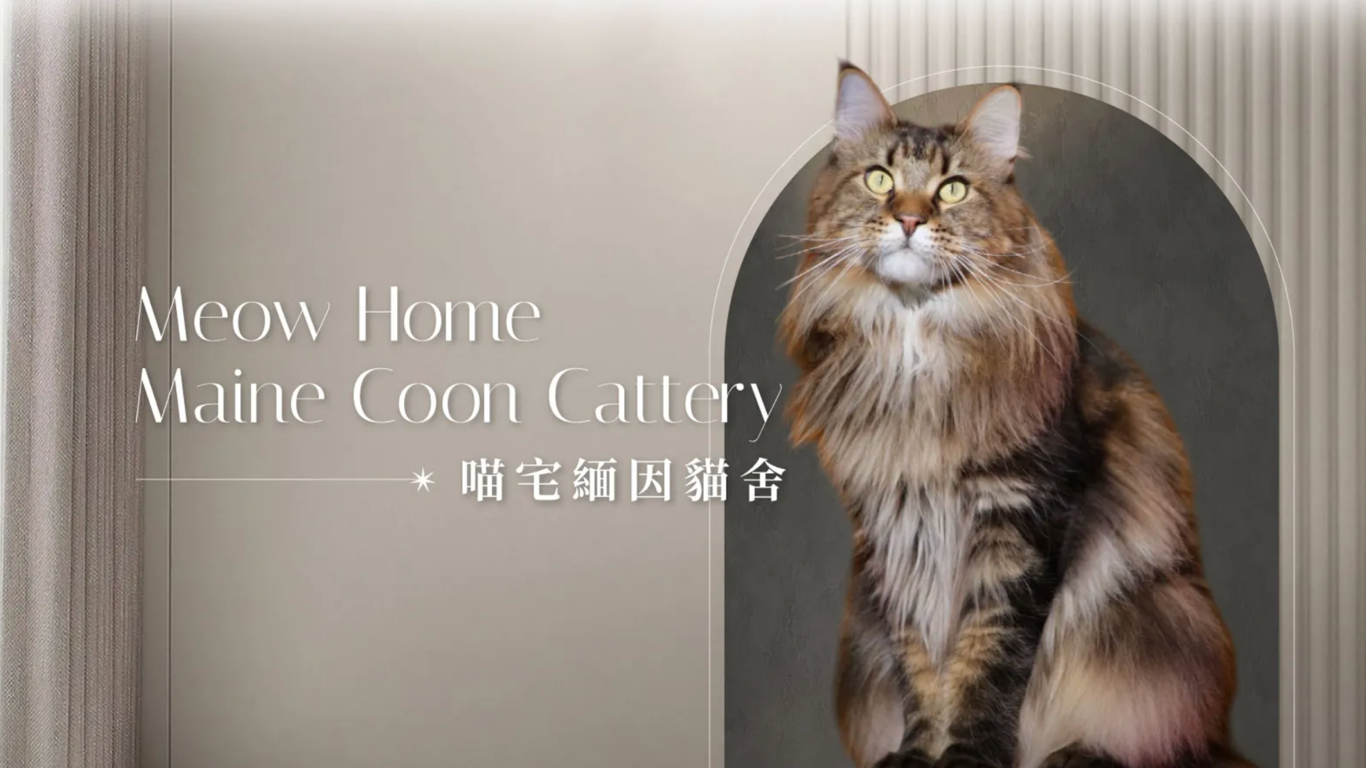 彰化緬因貓貓舍推薦：喵宅緬因貓舍