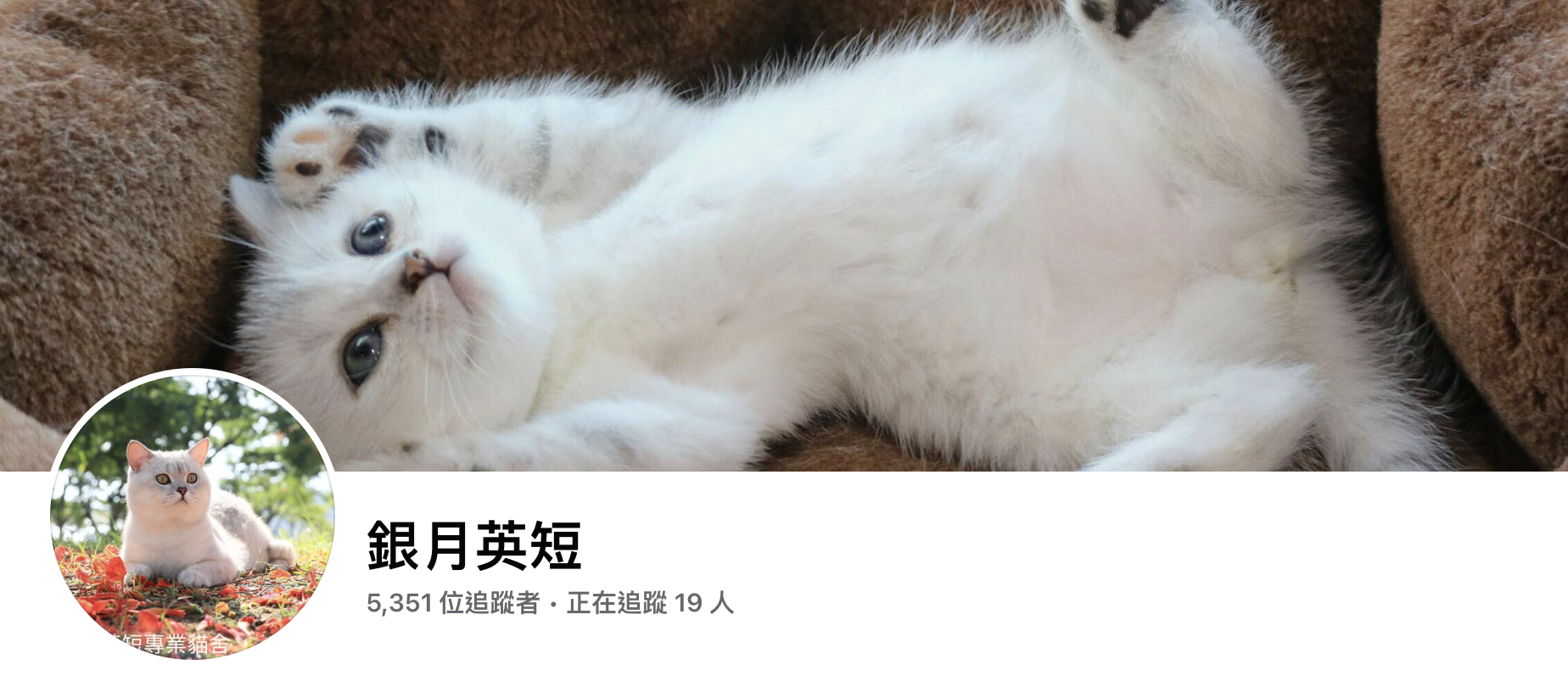 新竹英短貓舍推薦