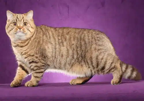 英國短毛貓